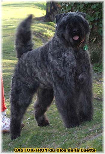 bouvier des flandres du clos de la luette - copyright d&eacute;pos&eacute;
